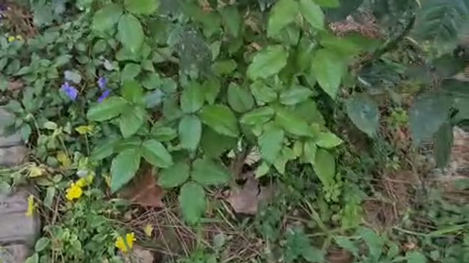 WhatsApp Video 2025-11-09 at 16.59.16